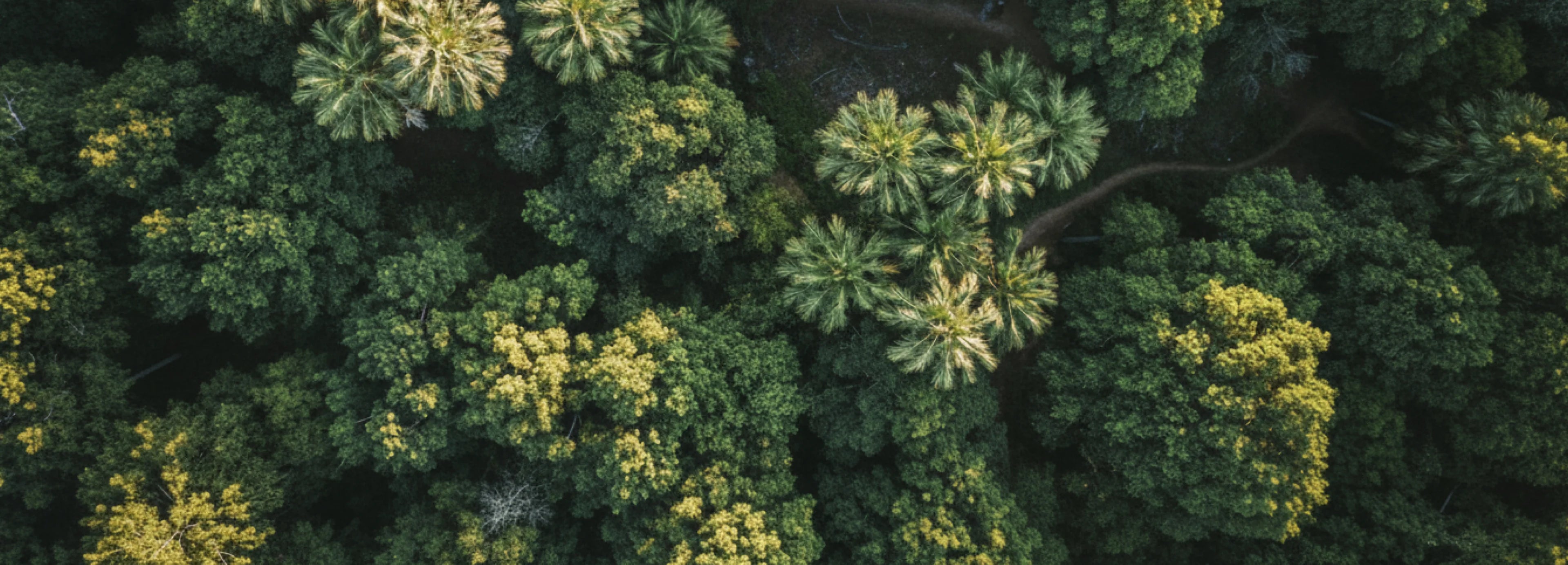 由空中向地面俯視角拍攝樹林茂密的畫面,一群樹木樹立於大地上